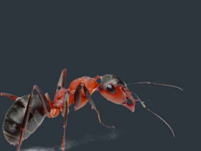 Fourmilières et fourmis